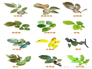 夏末秋初月季黑杆黄叶问题判断解答