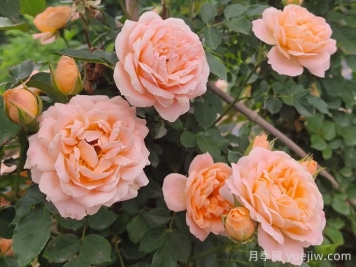 月季叶子发黄啥原因？会不会影响它正常生长？