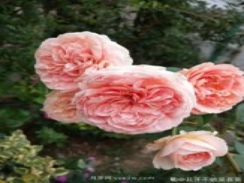 推荐6个浓香月季品种，抗病好养，香水月季就选她