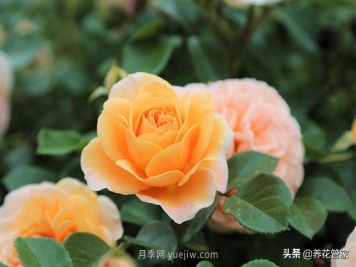 盘点五款耐热耐晒月季，南方花友照样养