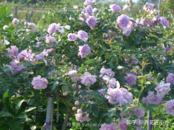 推荐4款月季品种，轻松打造小型月季花墙