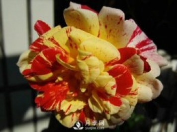 全美魔术​月季All American Magic推荐