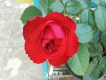 茶花女月季Traviata月季