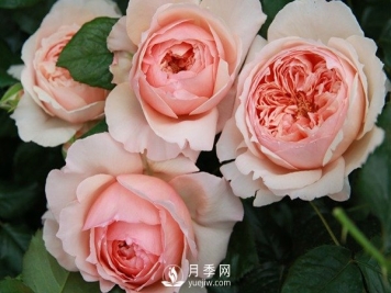 真宙月季masora推荐