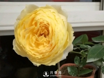 阳光古董月季Sunny Antike推荐