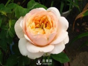 朱丽叶月季推荐