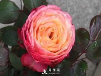 浪漫比克月季推荐