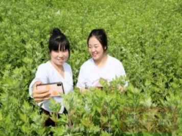 洛阳汝阳：发展艾草产业 助力乡村振兴