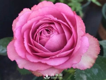 薰衣草蕾丝月季推荐