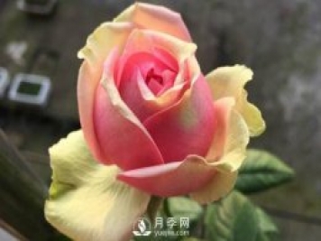 火龙果月季推荐