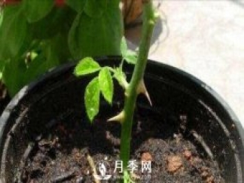 冬季扦插月季花，还能活吗？