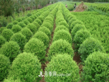 绿化苗木尺寸规格小知识