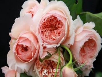 盆栽藤本月季怎么施肥，以下技巧来学习吧