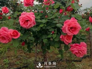 月季花扦插生根慢？月季网教你快速生根法！