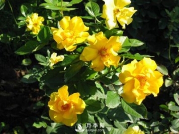 月季水插繁殖的方法，掌握这种方法还是需要学习的