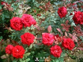 在冬季，怎样做好月季的扦插？南阳月季园告诉你