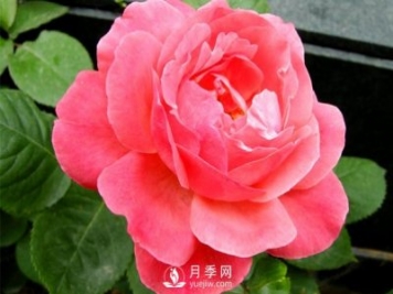 河南大花月季扦插发芽要掐掉吗？