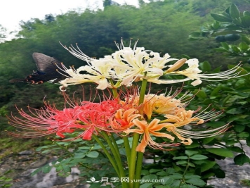林下石蒜花卉的生态学特性选择