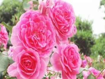 种河南树状月季能不能用草木灰？