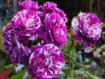 芬芳宝石和躲躲藏藏月季如何养？