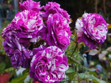 芬芳宝石和躲躲藏藏月季如何养？