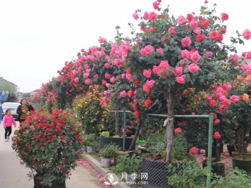 月季在培育小苗时都有哪些需要注意的事情