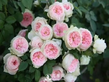 推荐几款耐雨淋的月季品种