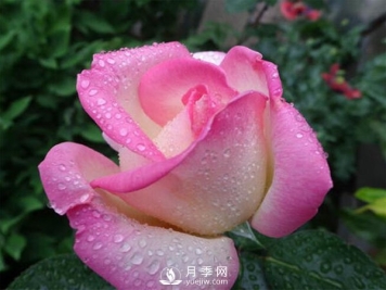 月季的物种历史是怎样的？