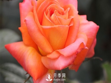 月季的播种育苗需要准备哪些内容？