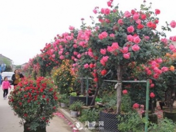 南阳树状月季冬季长小芽要怎么办？