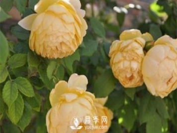 发酵农家肥不彻底对南阳月季花有什么影响？