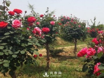 月季树长得好好的为什么要嫁接呢？