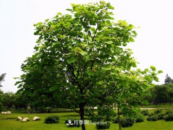 十大推介树种出炉，或是2020年最后一波苗木商机