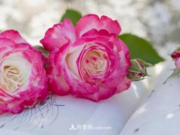 丰花月季新品推荐椿风月季