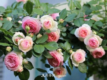 藤本月季优秀品种！除了龙沙宝石，还有此六种推荐