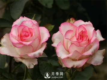 月季栽培月历，南阳月季园4月的养护工作