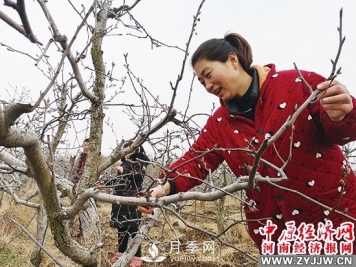 方城县博望镇：月季和黄金梨产业赋能构筑新图景