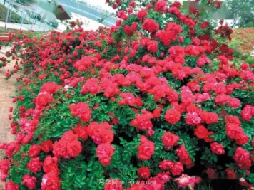 昆明杨月季:让更多自育月季品种走出国门