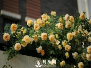 想月季四季开花？阳台栽培技术必看不可