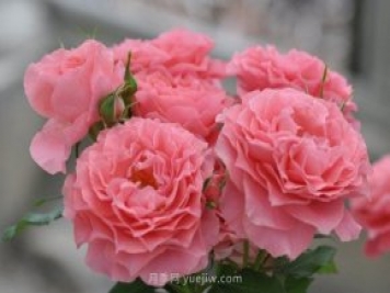 珊瑚果冻月季品种介绍