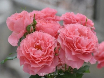 珊瑚果冻月季品种介绍