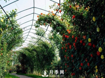 目前国内最大的月季主题游园你知道在哪吗