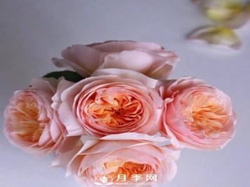 朱丽叶月季开花如此惊艳，千万不要低估了它的美！