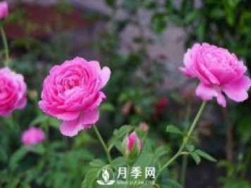 养月季花，这样操作就会花开不断香飘满园