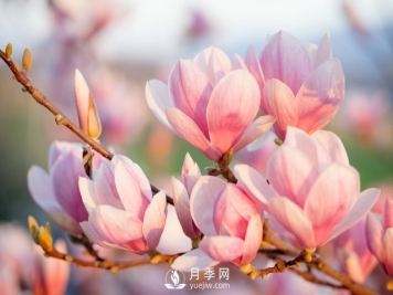 庭院种植玉兰，解决4个问题香满庭院