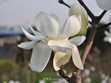 家庭玉兰花养殖技术