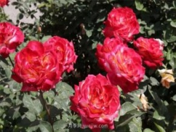 中国农业科学院自育月季品种竞相开放扮靓院区