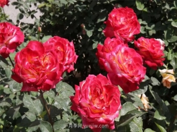 中国农业科学院自育月季品种竞相开放扮靓院区