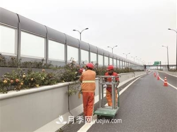 杭州市35万株高架月季花进入冬季修剪期