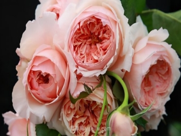 真宙月季和朱丽叶月季进行对比，优缺点一目了然